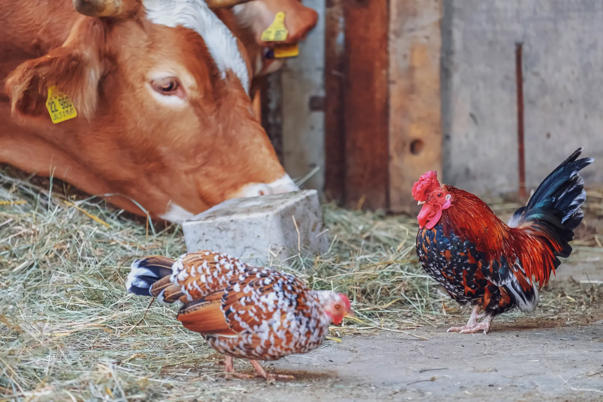 Animal feed and livestock nutrition