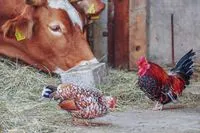 Animal Feed