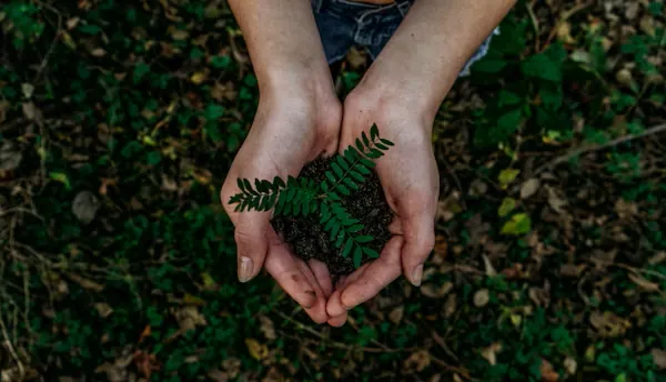 Afforestation